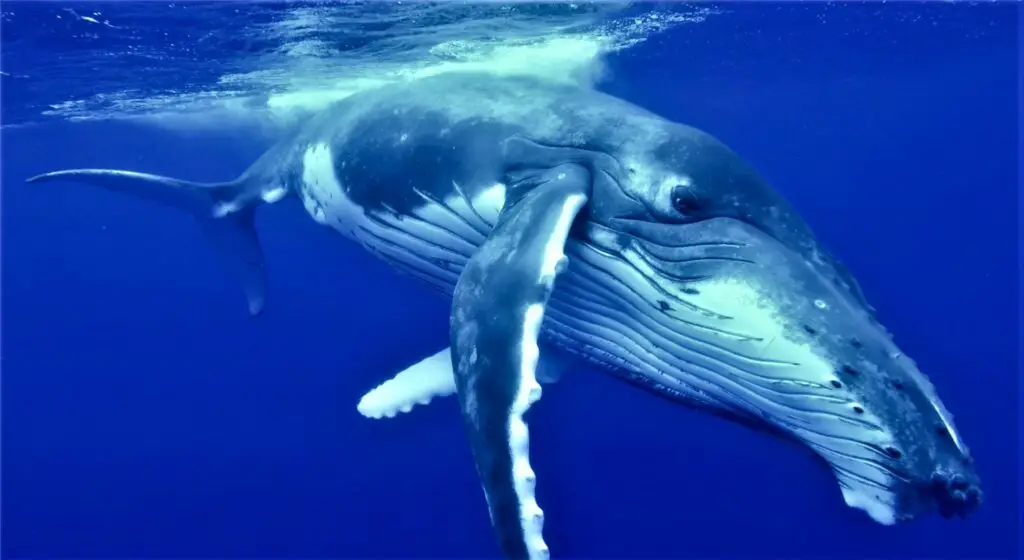 Sortie baleine à Tahiti : Une baleine à bosse nageant paisiblement dans les eaux claires de Tahiti.